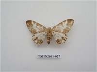 藏品(尺蛾115)的圖片